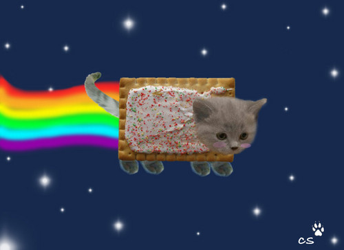Taco Cat - Nyan Cat Photo (26042537