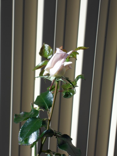  rose bud