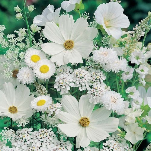  white お花