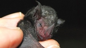  Baby bat!