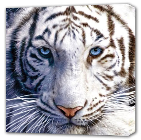 Bengal White Tiger