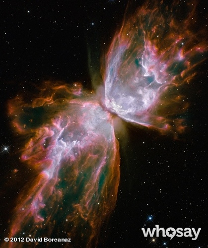  бабочка Nebula