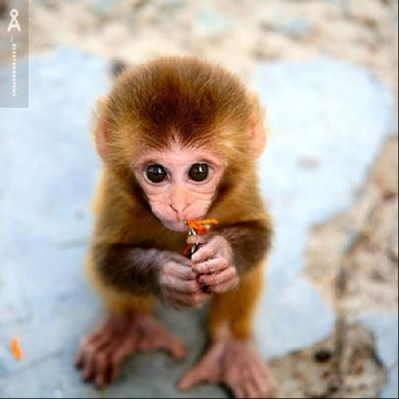  Cute Monkey!