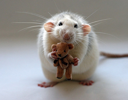  Cute Rat!