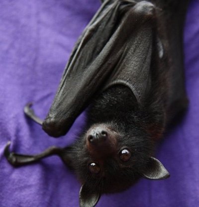  Cute bat!