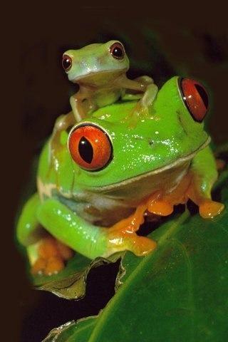 Cute frogs!