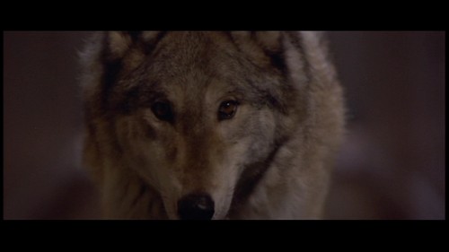  Fright Night serigala, wolf