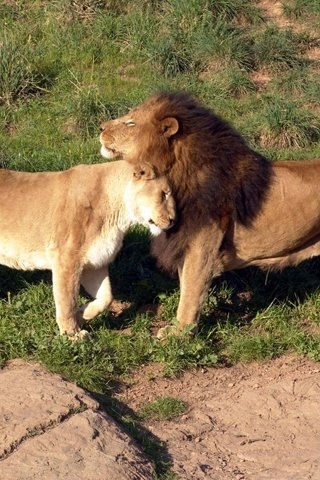  Lions.