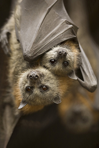 Momma and baby bat!