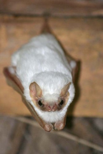  White Bat