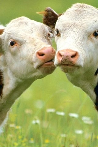  cuddly cows
