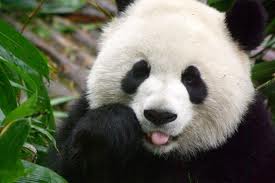  cute panda