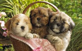  cute Cuccioli in a basket