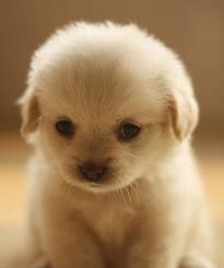  cute 小狗