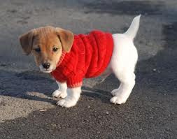  cute puppy in sweater