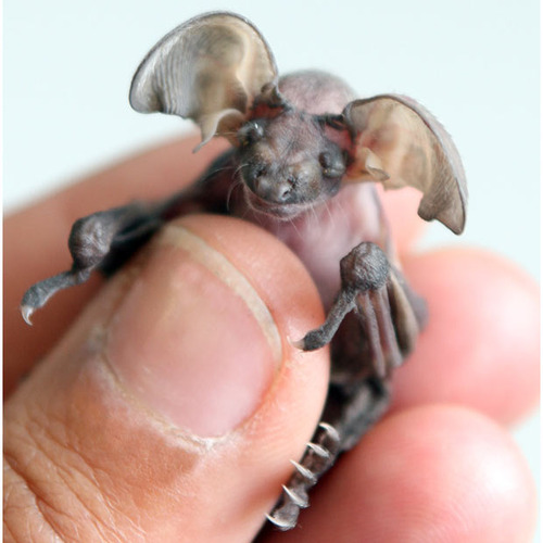 cute tiny bat!
