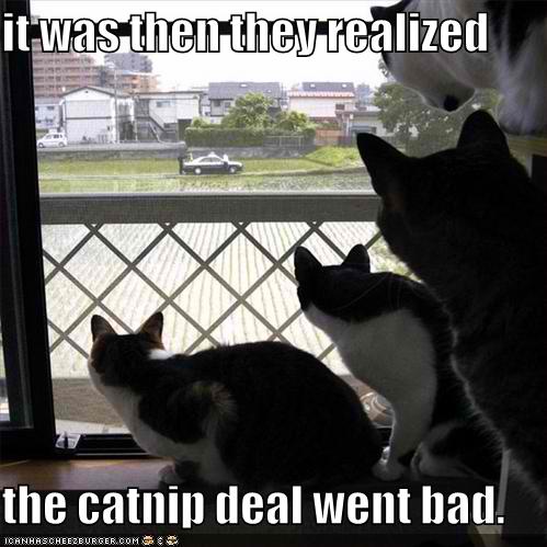  funny catnip kitty