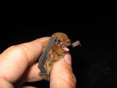 tiny bat