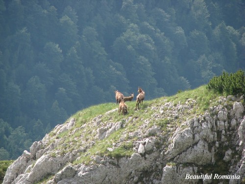  Beautiful romanian landscapes Carpathians wild 동물 Eastern 유럽