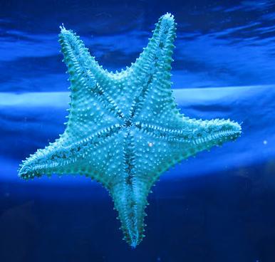 Blue Starfish