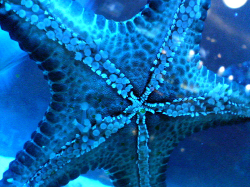  Blue Starfish