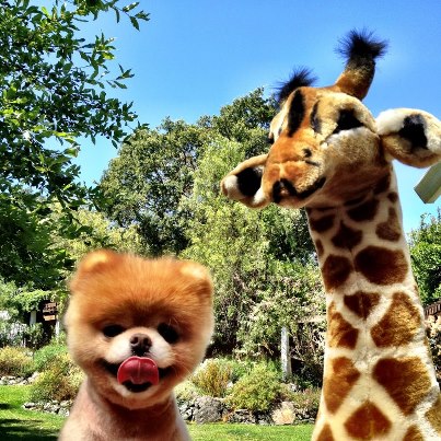  Boo & Giraffe