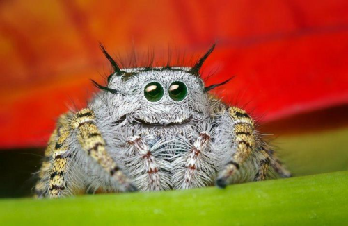  Cute! Jumping Spider!