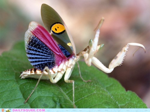  Mantis!