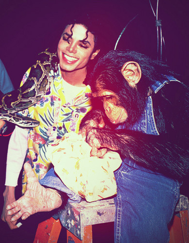  Michael Jackson and his pet Bubbles Jackson the chimp ♥♥