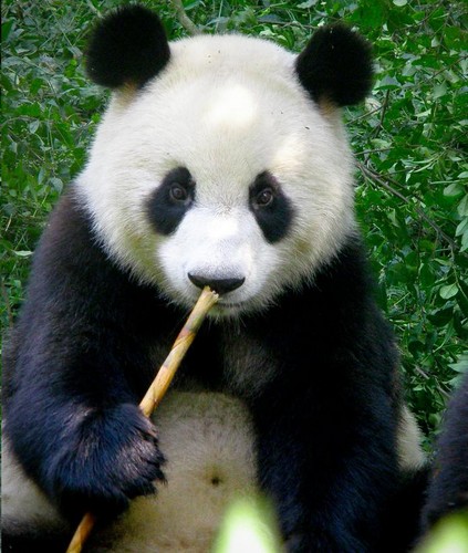  Panda 곰