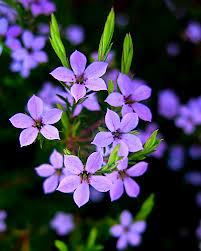  Purple flores