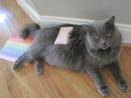 Real life Nyan Cat