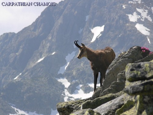  Romania mountains landscape Wild animals scenery in Europe