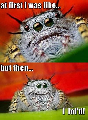  con nhện, nhện Fun!