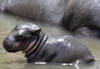  baby hippo