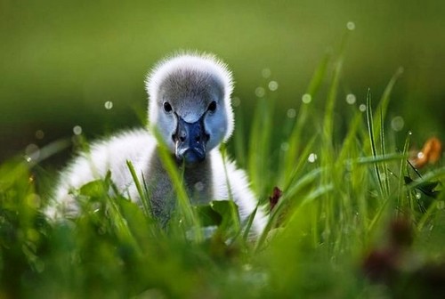 Baby duck 