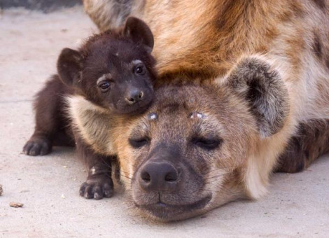  Hyena bebês