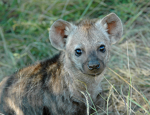  Hyena mga sanggol