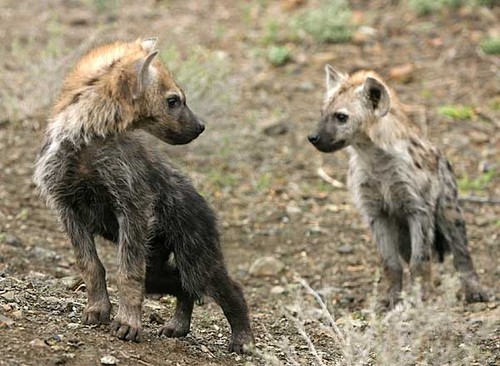  Hyena mga sanggol