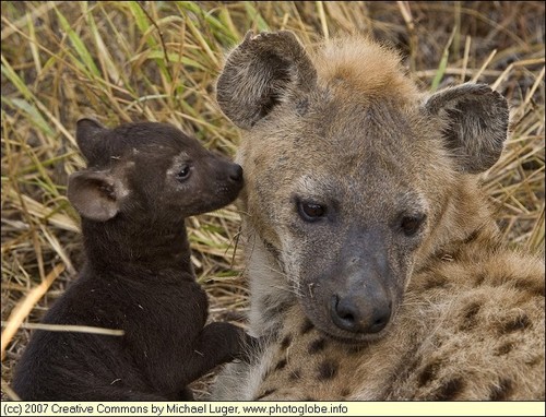 Hyena babies