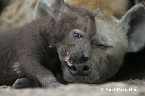  Hyena babies