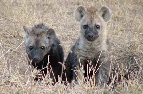  Hyena শিশুরা