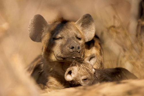  Hyena bebés