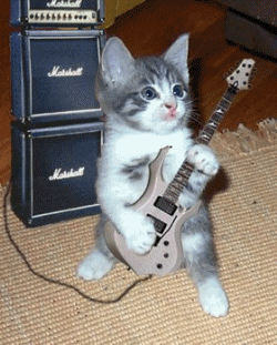  Rocking Kitty!