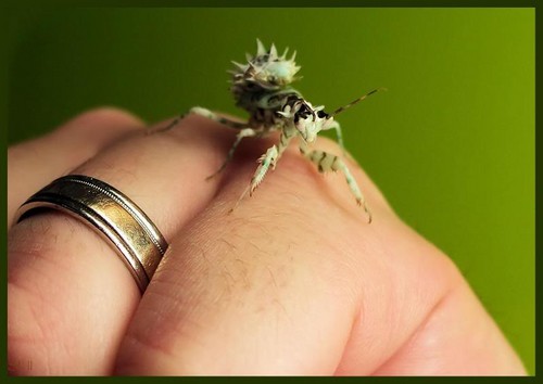  Small mantis
