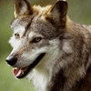 a wolf aly001 photo