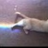 Real life Nyan cat silverrocks83 photo