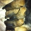 My dogs puppies were born on Friday the 14 of 2011  :))))  October BrunoMarsLover9 photo
