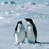 Real Penguin Day (Skipper and Private) courski33 photo