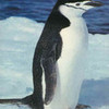 Penguin! 8D Metallica1147 photo